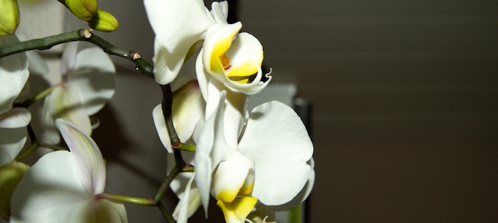 image eight